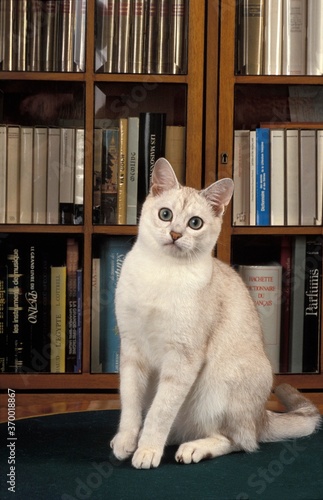 Obraz na plátně BURMILLA CAT, ADULT SITTING IN FRONT OF A BOOKCASE