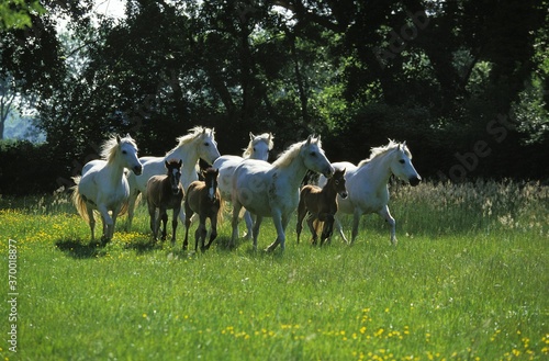 CAMARGUE HORSE, HERD WITH MARES AND FOALS, SOUTH OF FRANCE