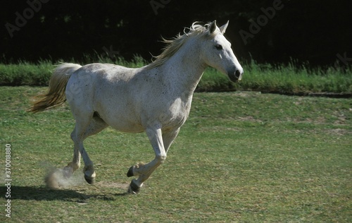 LIPIZZAN HORSE  ADULT GALLOPING IN FIELD