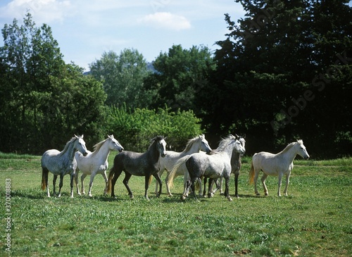 LIPIZZAN HORSE, HERD STANDING IN FIELD