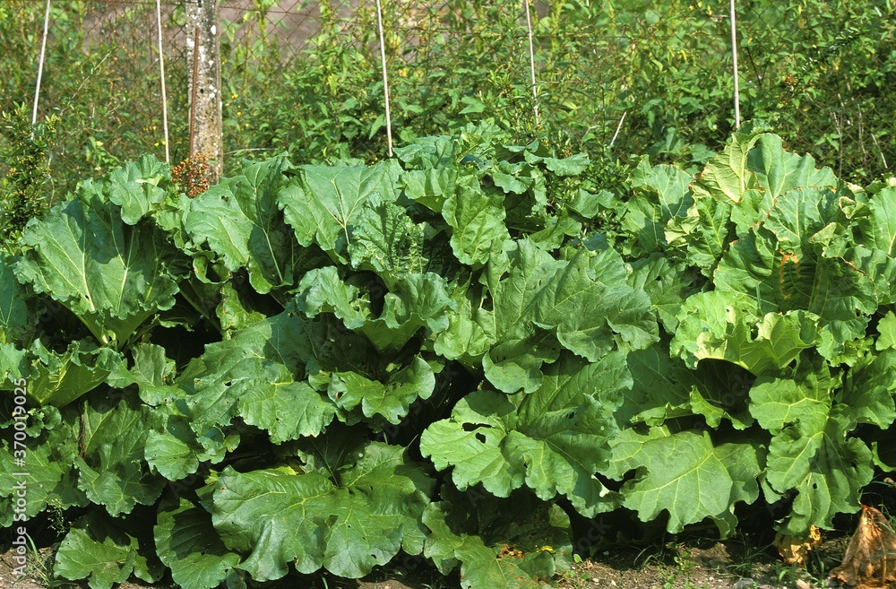 RHUBARB rheum IN KITCHEN GARDEN RHUBARB rheum IN KITCHEN GARDEN