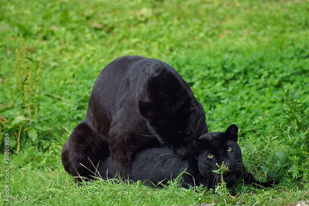 BLACK PANTHER panthera pardus, PAIR MATING BLACK PANTHER panthera pardus, PAIR MATING
