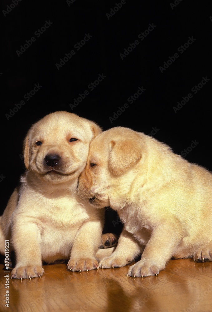 YELLOW LABRADOR RETRIEVER, TENDERNESS PUPS YELLOW LABRADOR RETRIEVER, TENDERNESS PUPS