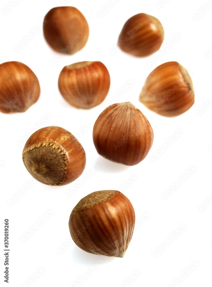 HAZELNUTS corylus avellana AGAINST WHITE BACKGROUND HAZELNUTS corylus avellana AGAINST WHITE BACKGROUND