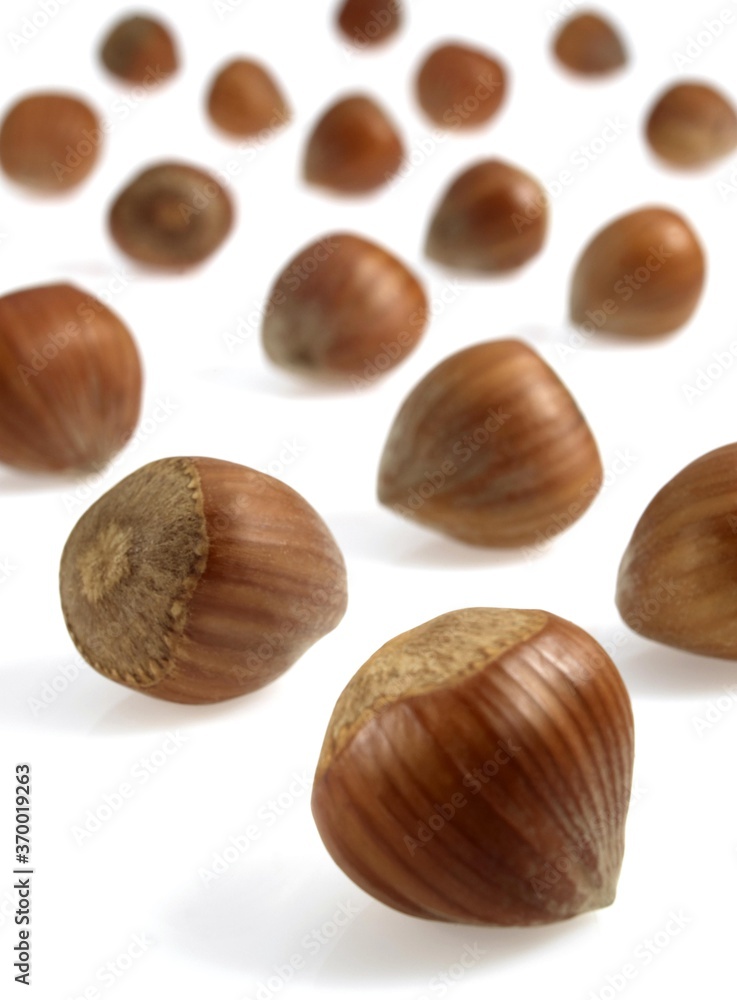 HAZELNUTS corylus avellana AGAINST WHITE BACKGROUND HAZELNUTS corylus avellana AGAINST WHITE BACKGROUND