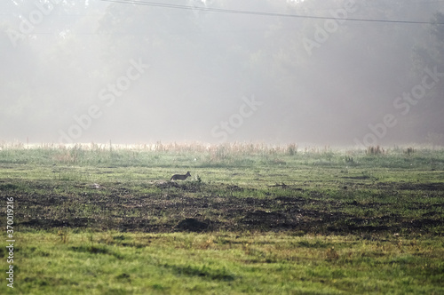 Lis na polanie w porannej mgle