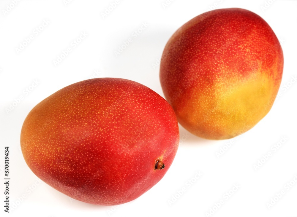 MANGO mangifera indica AGAINST WHITE BACKGROUND MANGO mangifera indica AGAINST WHITE BACKGROUND