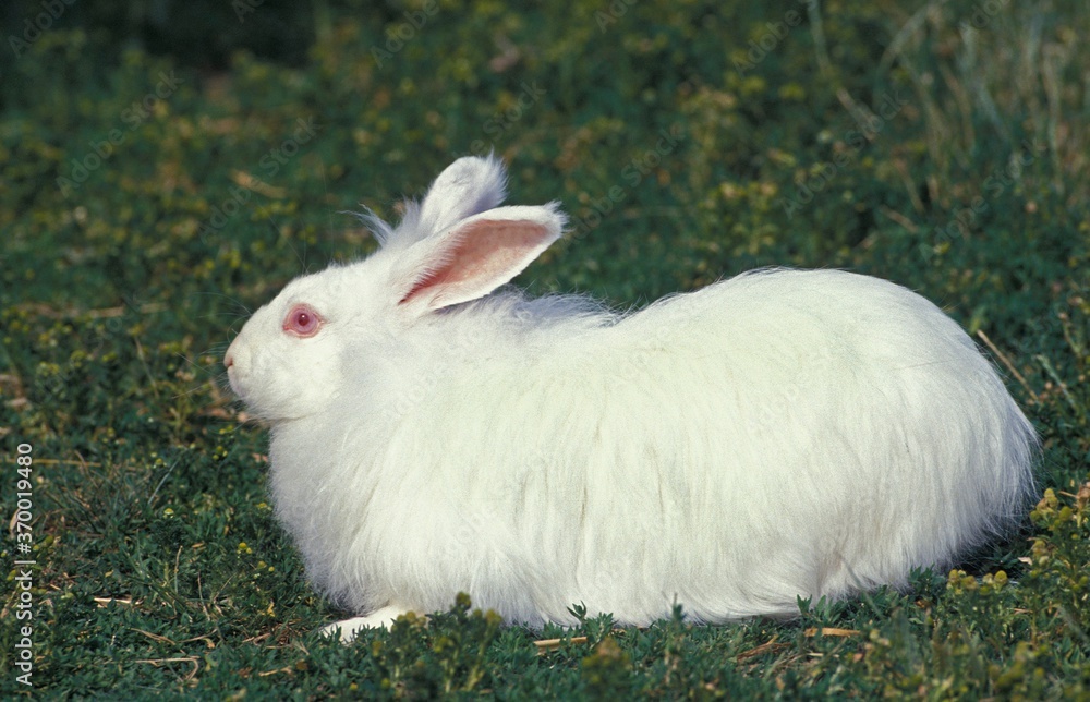 WHITE ANGORA RABBIT, ADULT STANDING ON GRASS WHITE ANGORA RABBIT, ADULT STANDING ON GRASS