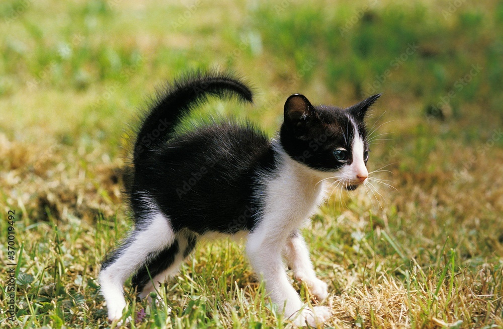 BLACK AND WHITE ORIENTAL DOMESTIC CAT, KITTING IN DEFENSIVE POSTURE