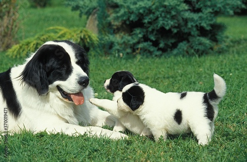 Fototapeta Naklejka Na Ścianę i Meble -  LANDSEER DOG, MOTHER WITH PUPS STANDING ON GRASS