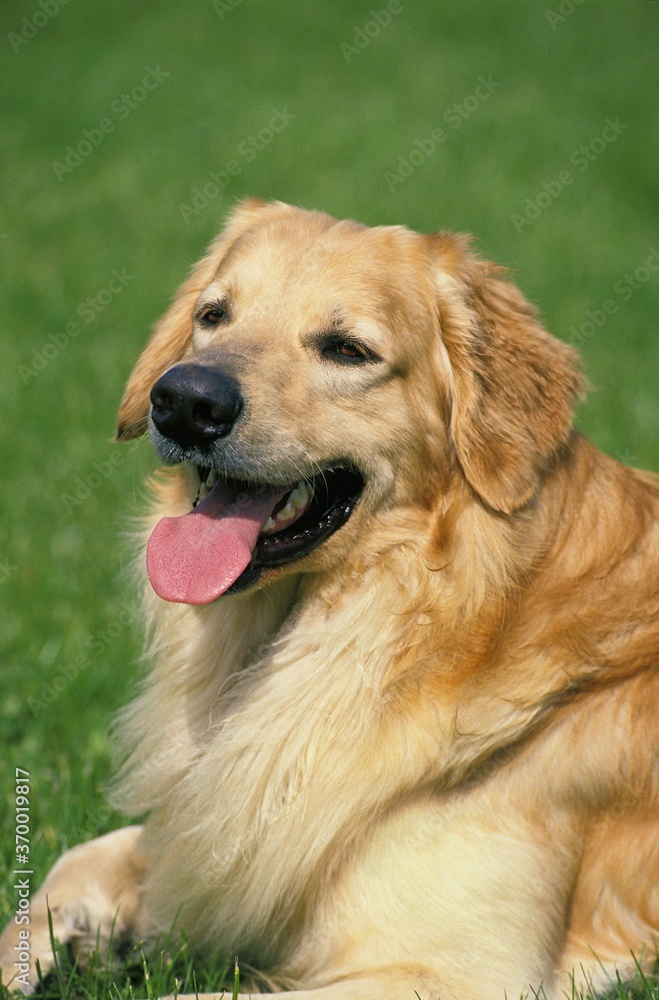 HOVAWART DOG, PORTRAIT OF ADULT