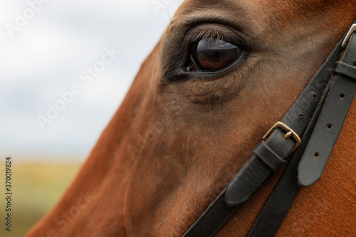 Close up of brown horse eye. Portrait of beautiful horse.