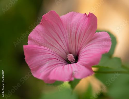 annual mallow, a beautiful red flower form this member of the mallow family