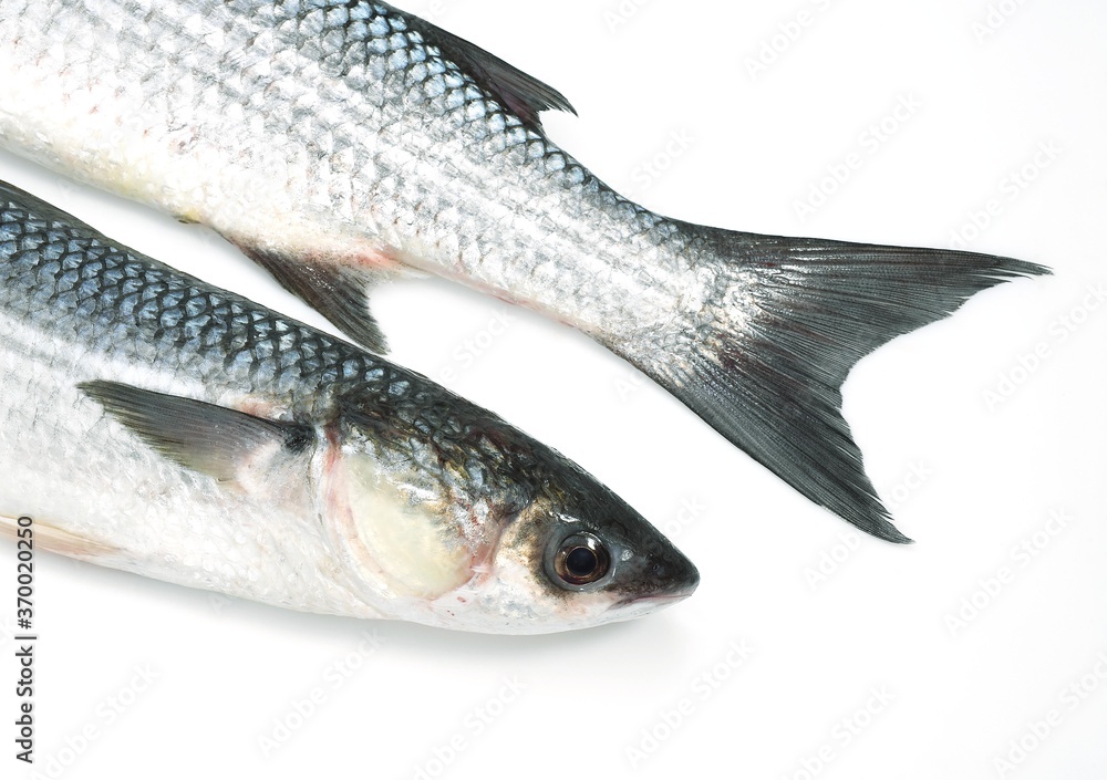 MULLET chelon labrosus AGAINST WHITE BACKGROUND MULLET chelon labrosus AGAINST WHITE BACKGROUND