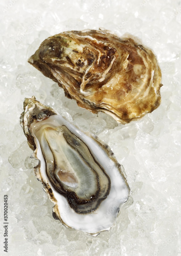 FRENCH OYSTER MARENNES D'OLERON ostrea edulis ON ICE FRENCH OYSTER MARENNES D'OLERON ostrea edulis ON ICE