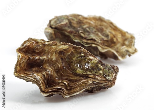 Foto FRENCH OYSTER MARENNES D'OLERON ostrea edulis AGAINST WHITE BACKGROUND