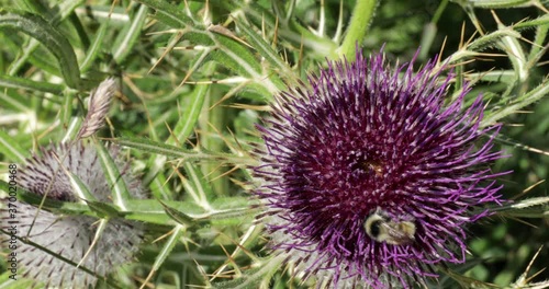 Close up of a thistle flower 
