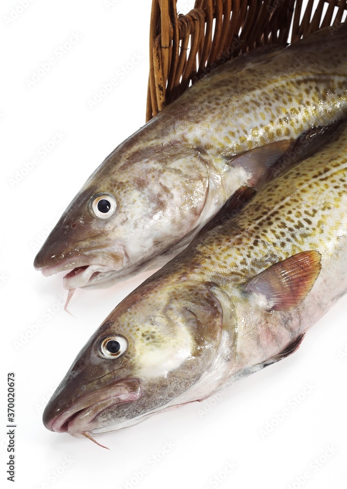 FRESH COD gadus morhua IN A BASKET FRESH COD gadus morhua IN A BASKET