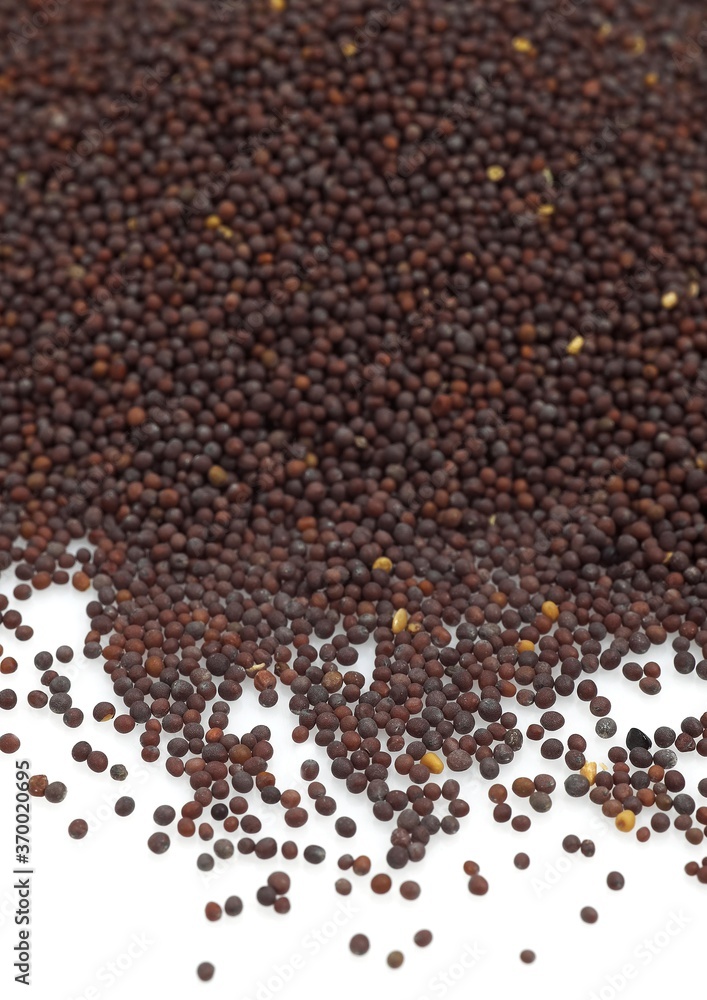 BLACK MUSTARD SEEDS sinapis nigra BLACK MUSTARD SEEDS sinapis nigra