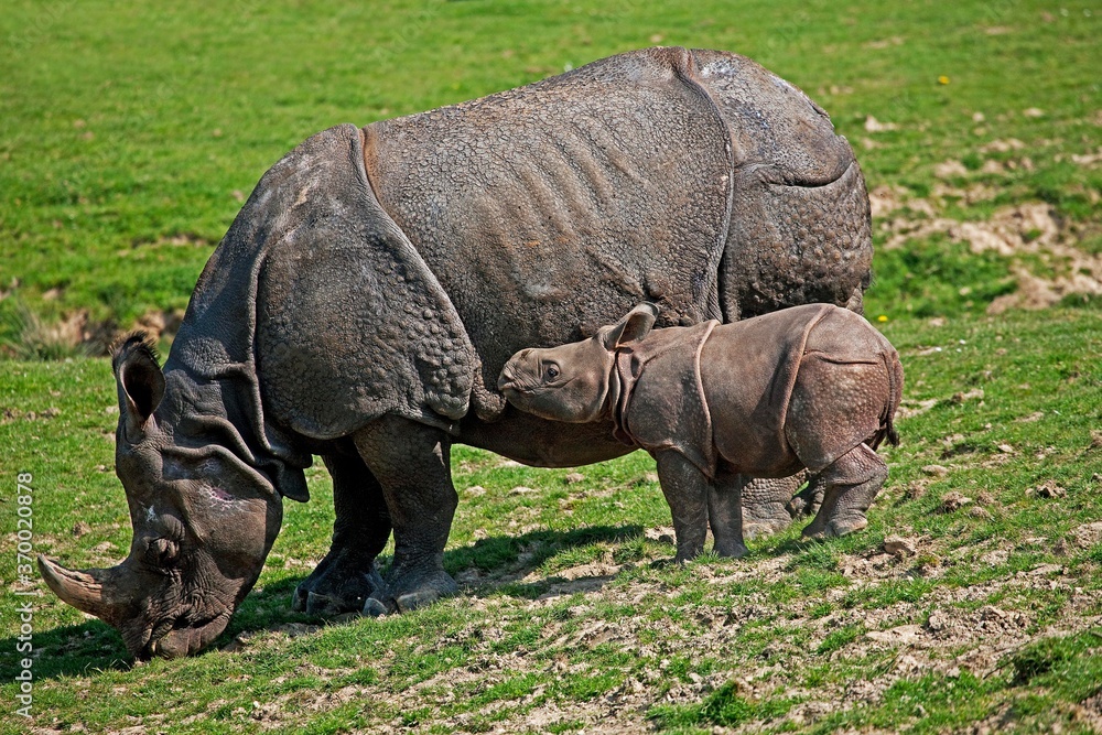 Fototapeta premium INDIAN RHINOCEROS rhinoceros unicornis, MOTHER WITH CALF