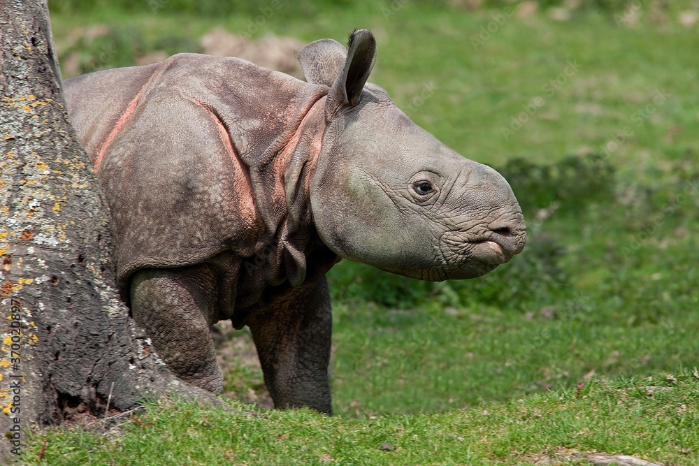 Obraz premium INDIAN RHINOCEROS rhinoceros unicornis, CALF