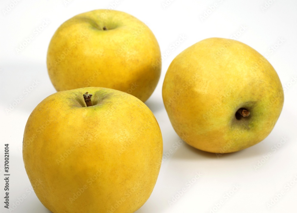Golden Apples, malus domestica, against White Background Golden Apples, malus domestica, against White Background