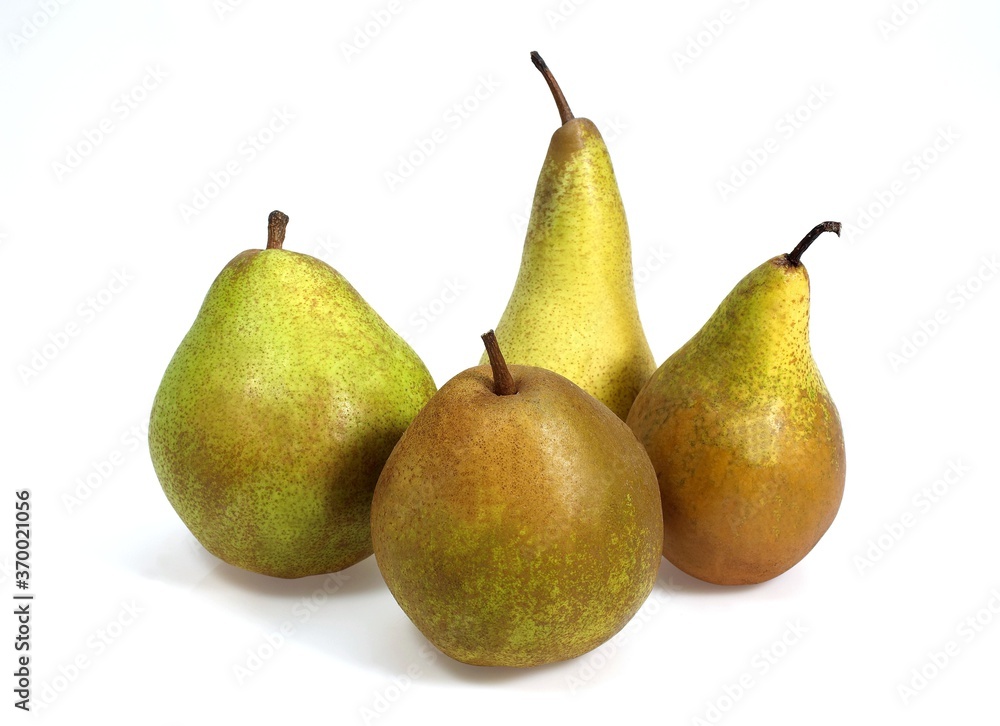 Beurre Hardy, Conference, Comice et Williams Pears, pyrus communis, Fruits against White Background Beurre Hardy, Conference, Comice et Williams Pears, pyrus communis, Fruits against White Background