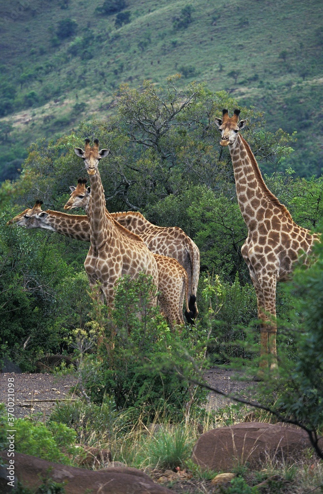Obraz premium Rothschild's Girafe, giraffa camelopardalis rothschildi, Herd in Kenya