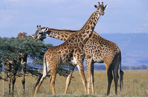 Masai Giraffe, giraffa camelopardalis tippelskirchi, Herd of Adults in Kenya