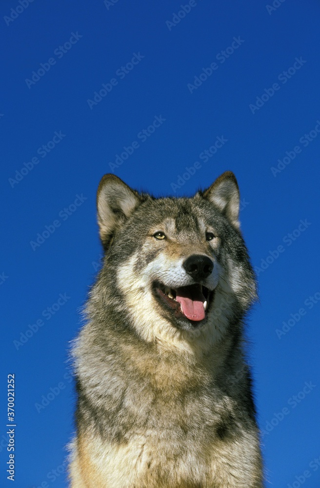 North American Grey Wof, canis lupus occidentalis, Portrait of Adult