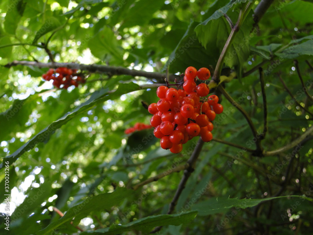 red berries on a bush red berries on a bush