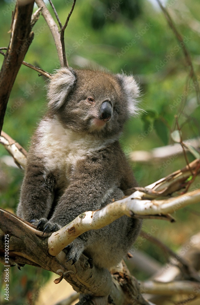 Photography Poster Koala, phascolarctos cinereus, Adult Sitting on