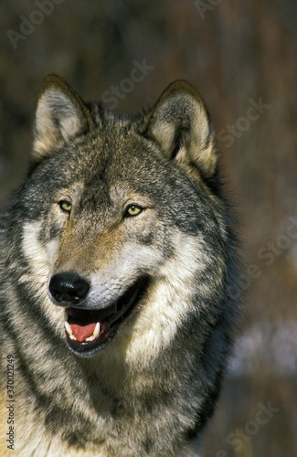 North American Grey Wof  canis lupus occidentalis  Portrait of Adult