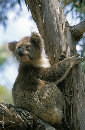 Photography Koala, phascolarctos cinereus, Adult Sitting on Eucalyptus Branch, Australia