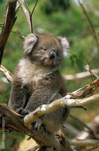 Fototapeta Naklejka Na Ścianę i Meble -  Koala, phascolarctos cinereus, Adult Sitting on Branch, Australia