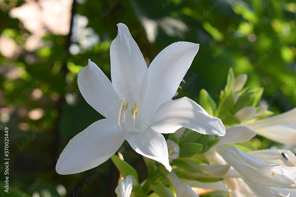 Fototapeta premium Hosta blooms with white fragrant flowers