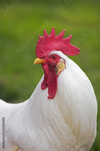 White Leghorn, Domestic Chicken, Portrait of Cockerel