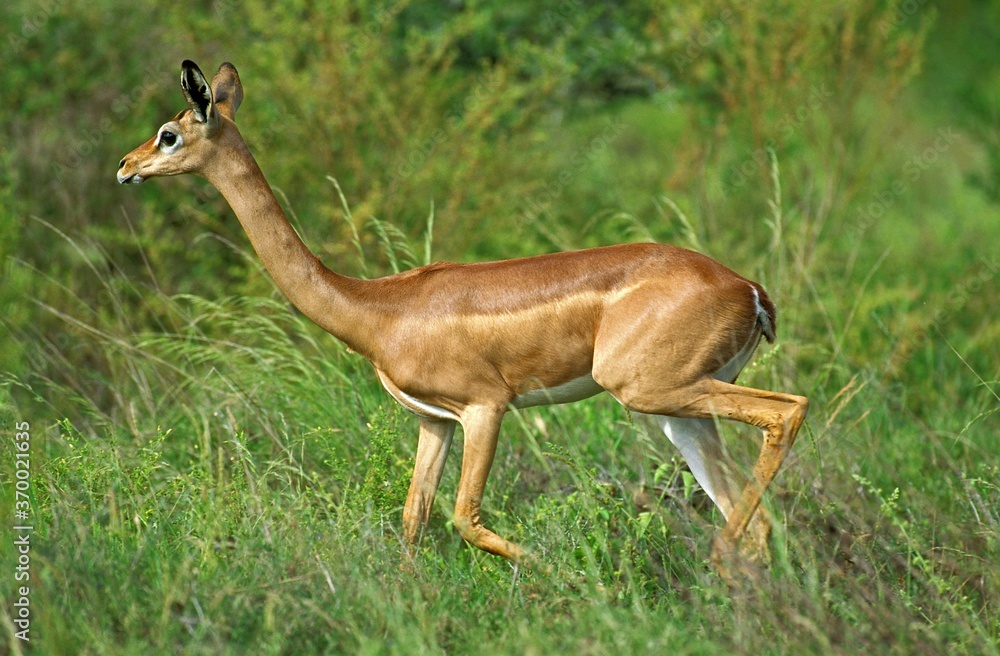 Obraz premium Gerenuk or Waller's Gazelle, litocranius walleri, Female, Samburu Park in Kenya