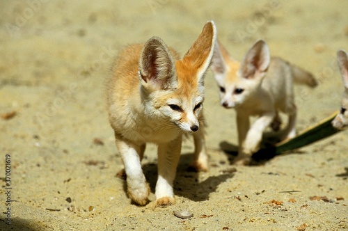 Fennec or Desert Fox, fennecus zerda, Mother with Cub