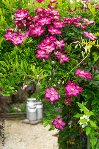 Fototapeta Naklejka Na Ścianę i Meble -  clematis flowers abloom
