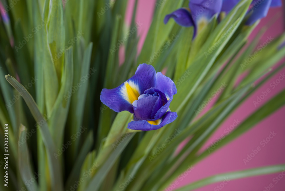 Many beautiful blue irises on a lilac background