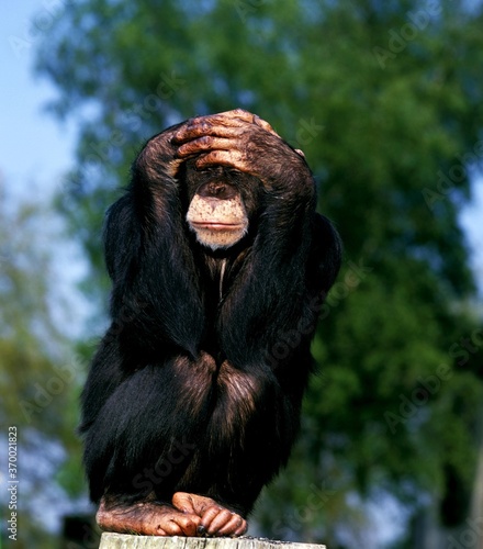 Stampa su tela Chimpanzee, pan troglodytes, Adult with Funny Posture