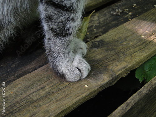 paws of a domestic cat