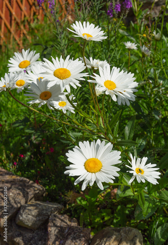 Obraz premium Leucanthemum, shasta daisy's blooming in the sunlight