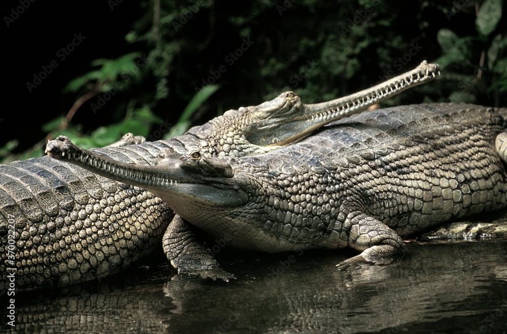 Fototapeta premium Gavial or Gharial, gavialis gangeticus, Adults