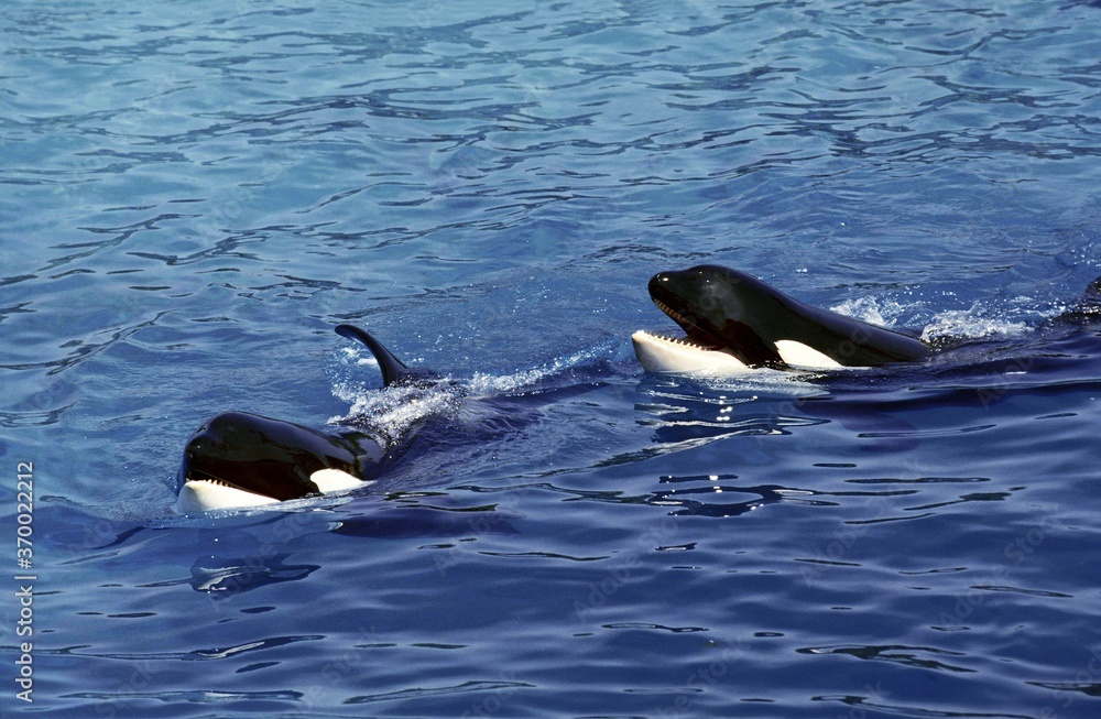 Killer Whale, orcinus orca, Head of Adults at Surface