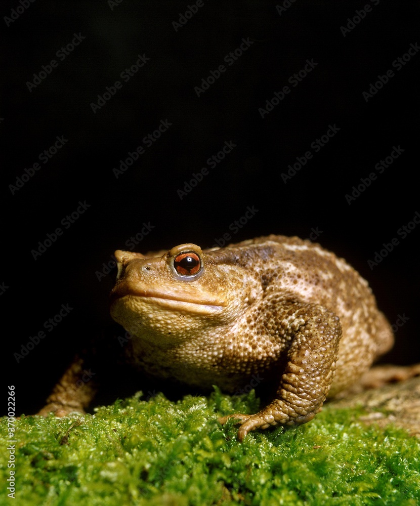 Fototapeta premium Common Toad, bufo bufo, Adult