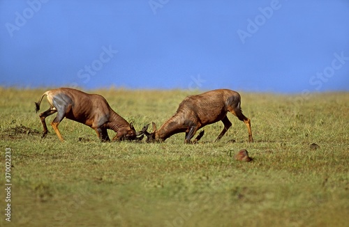 Topi, damaliscus korrigum, Males Fighting, Masai Mara Park in Kenya
