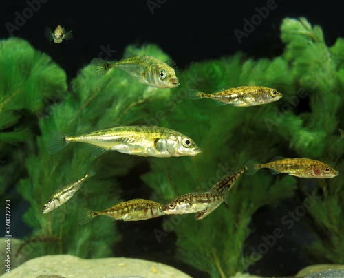 Konstfotografi Stickleback, gasterosteus aculeatus