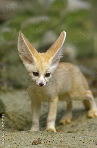 Fennec or Desert Fox, fennecus zerda, Cub